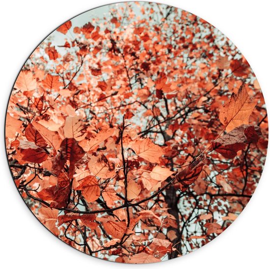 Dibond Wandcirkel - Oranje Herfstbladeren - 70x70cm Foto op Aluminium Wandcirkel (met ophangsysteem)