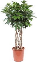 Schefflera Arboricola compacta