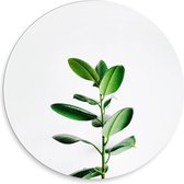 Forex Wandcirkel - Groene Plant Witte Achtergrond - 30x30cm Foto op Wandcirkel (met ophangsysteem)