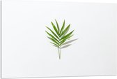 Acrylglas - Groen Blaadje met Witte Achtergrond - 120x80cm Foto op Acrylglas (Met Ophangsysteem)