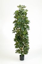 Dracaena Janet Craig hydrocultuur in Runner vierkant wit | Drakenbloedboom