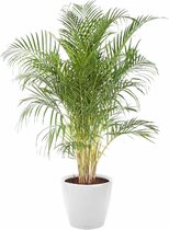 Areca Lutescens in watergevende classico wit | Goudpalm