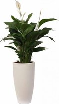 Spathiphyllum in Pure Soft wit | Lepelplant