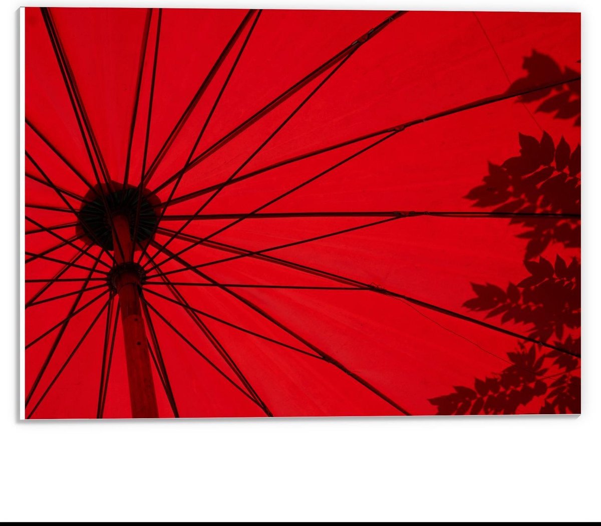 Forex - Rode Parasol - 40x30cm Foto op Forex