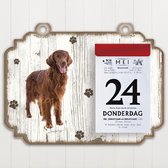 Scheurkalender 2023 Hond: Irish Setter