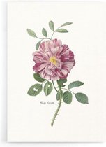 Walljar - Rosa Lucida - Muurdecoratie - Poster