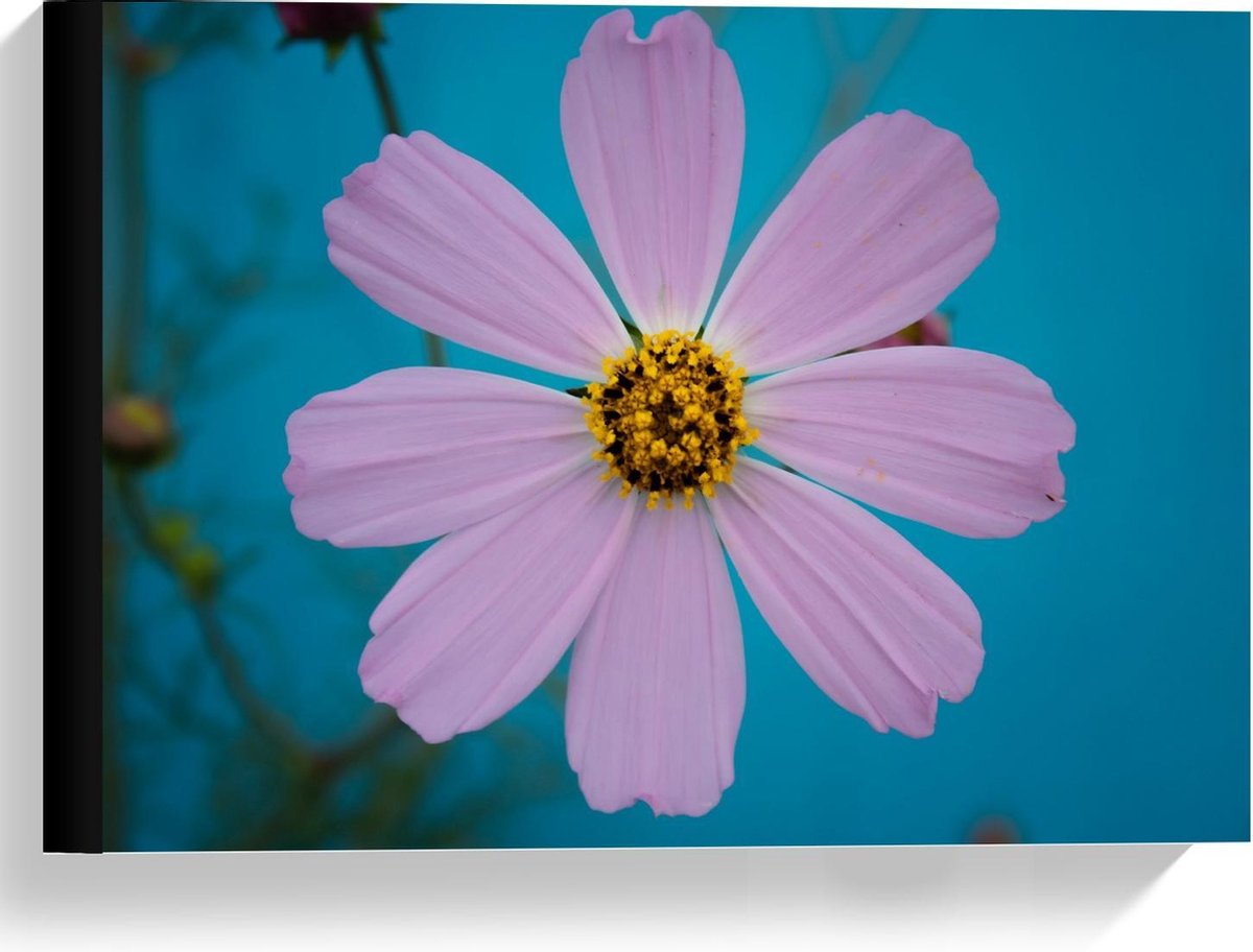 KuijsFotoprint Canvas - Roze fleurige Bloem - 40x30cm Foto op Canvas Schilderij (Wanddecoratie op Canvas) Blauw