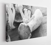 Close-up of fresh mushrooms isolated over natural background  - Modern Art Canvas - Horizontal - 700411498 - 40*30 Horizontal