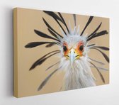 Close-up portrait of a secretary bird - Sagittarius serpentarius  - Modern Art Canvas - Horizontal - 79222513 - 80*60 Horizontal
