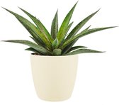 Cactus van Botanicly – Mangave Pineapple Express incl. crème kleurig sierpot als set – Hoogte: 15 cm