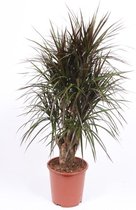 Kamerplant van Botanicly – Drakenboom – Hoogte: 120 cm – Dracaena Marginata Magenta