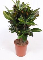 Kamerplant van Botanicly – Croton – Hoogte: 100 cm – Codiaeum variegatum Petra