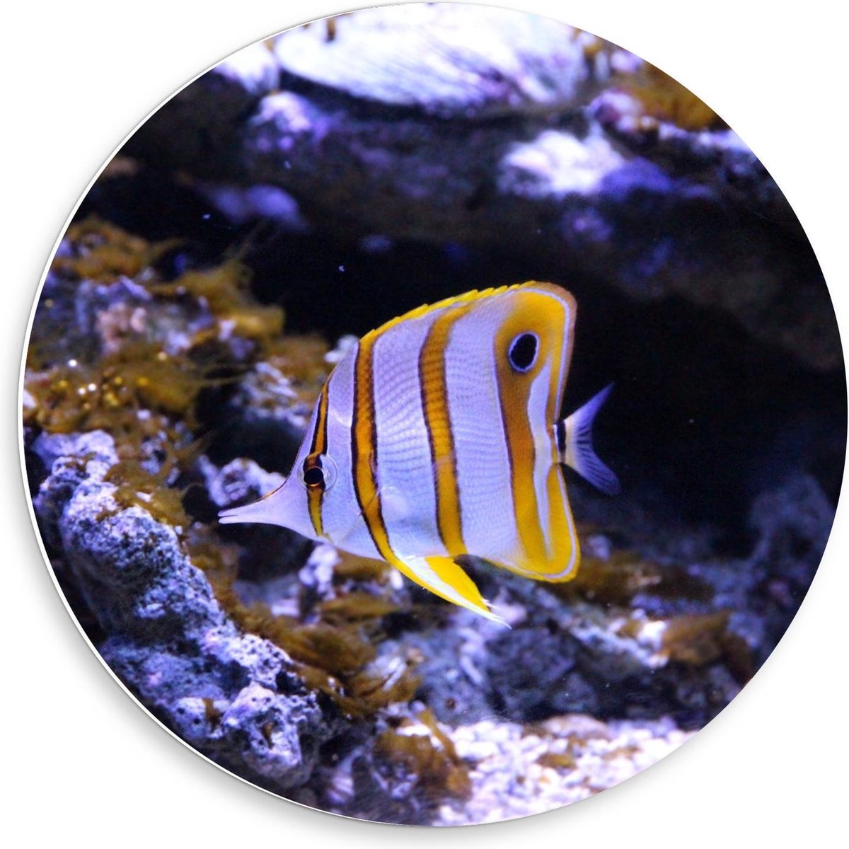 KuijsFotoprint - Schilderij - Wit/oranje Visje In Aquarium - Wit, Blauw En Oranje - 50 X 50 Cm