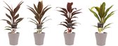 Kamerplanten van Botanicly – 4 × Cordyline Fruticosa Kiwi, Cordyline Fruticosa Mambo, Cordyline Fruticosa Tango, Cordyline Fruticosa Rumba incl. taupe sierpot als set – Hoogte: 40
