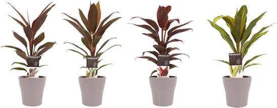 Kamerplanten van Botanicly – 4 × Cordyline Fruticosa Kiwi, Cordyline Fruticosa Mambo, Cordyline Fruticosa Tango, Cordyline Fruticosa Rumba incl. taupe sierpot als set – Hoogte: 40 cm