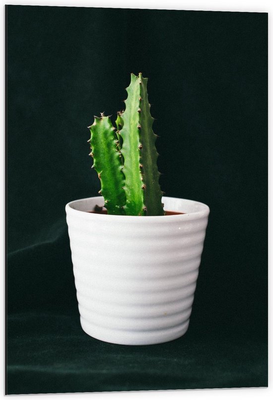 Dibond - Groene Cactus in Witte Pot - 60x90cm Foto op Aluminium (Met Ophangsysteem)