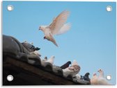 Tuinposter – Vliegende Witte Duif naar Familie - 40x30cm Foto op Tuinposter  (wanddecoratie voor buiten en binnen)
