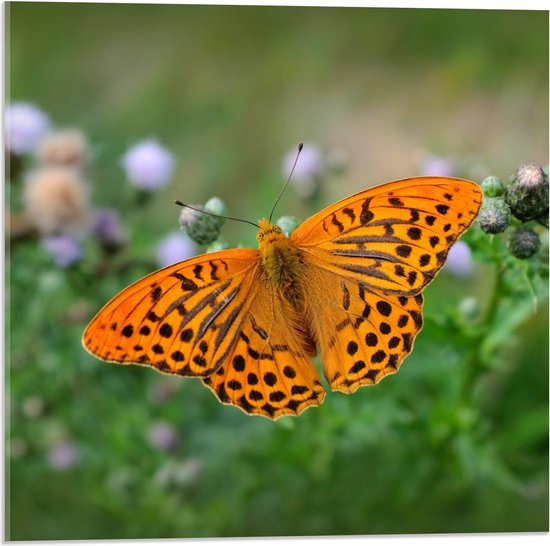 Acrylglas - Oranje Vlinder met Zwarte Stippen - 50x50cm Foto op Acrylglas (Met Ophangsysteem)