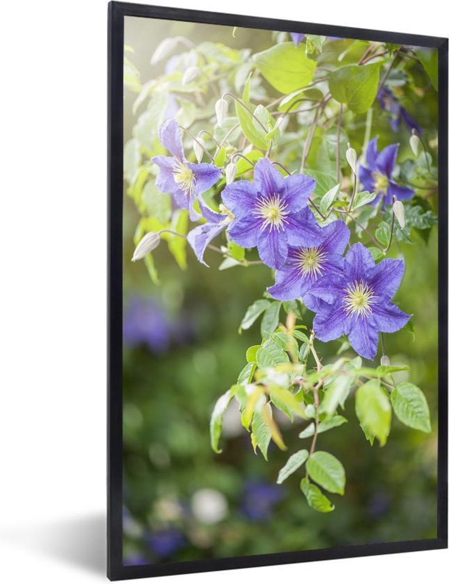 Fleurs violettes sur une plante grimpante 20x30 cm - petite | bol.com