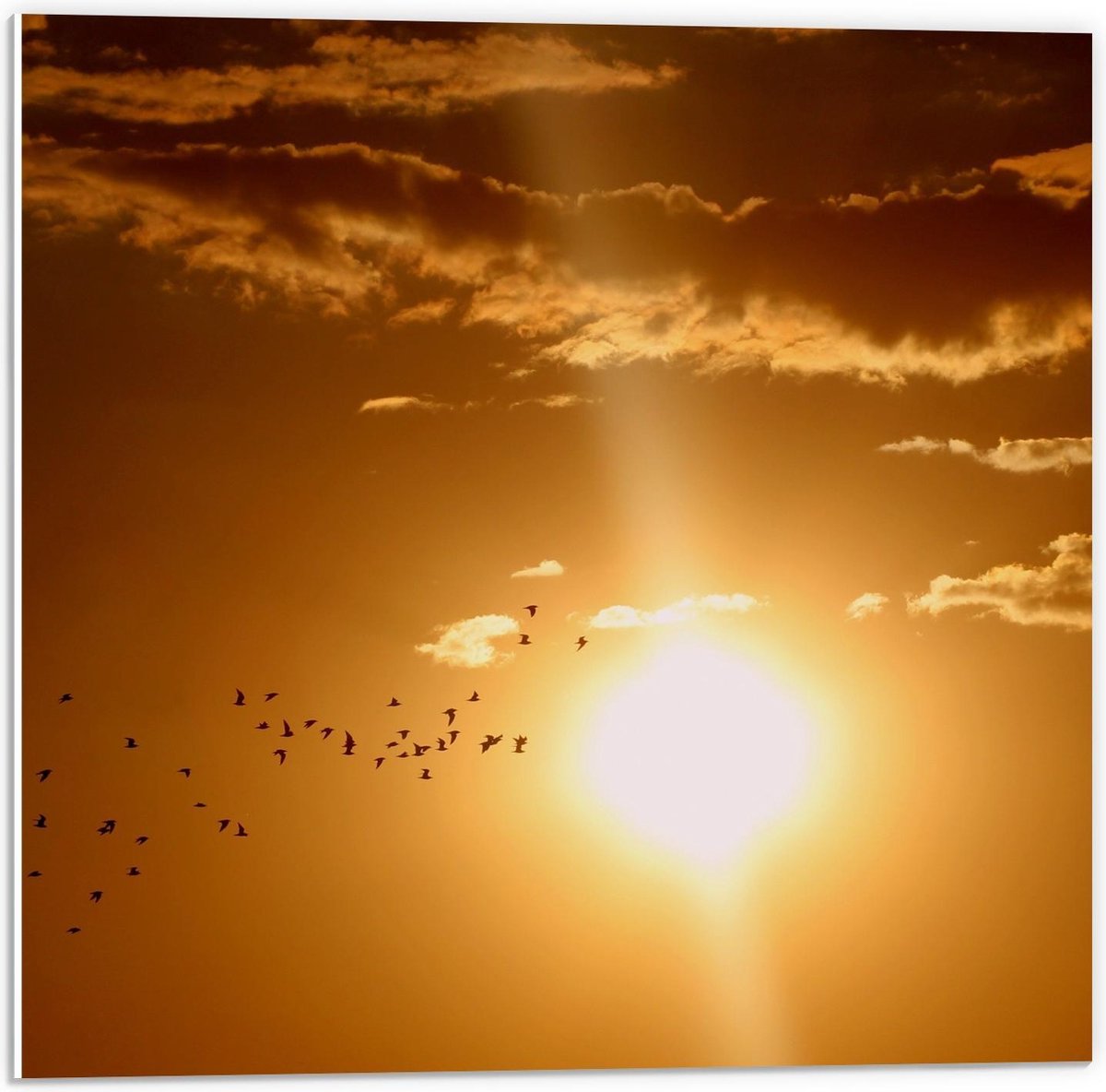 Forex - Vogels bij Zonsondergang - 50x50cm Foto op Forex
