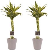 Duo 2 x Dracaena Sandriana white met Anna taupe