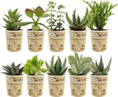 Ecoworld Mini Succulenten - Vetplanten Mix 10 stuks - Succulent Ø 6 cm - Hoogte 8-15 cm
