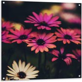 Tuinposter – Roze/Witte Bloemen - 100x100cm Foto op Tuinposter  (wanddecoratie voor buiten en binnen)