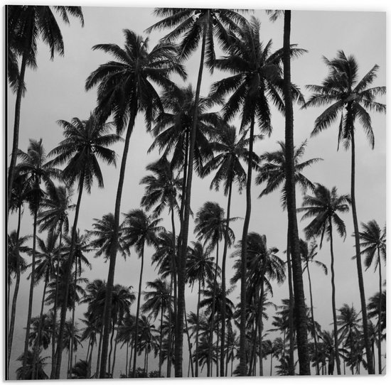 Dibond - Palmbomen in de Hoogte Zwart - Wit - 50x50cm Foto op Aluminium (Met Ophangsysteem)