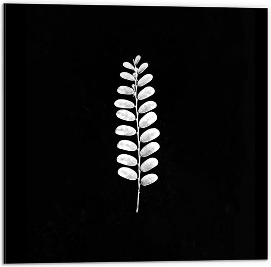 Dibond - Wit Blaadje Met een Zwarte Achtergrond - 50x50cm Foto op Aluminium (Wanddecoratie van metaal)