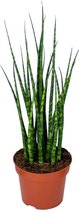 Sansevieria 'Fernwood Mikado' per stuk | Kamerplant in kwekerspot ⌀12 cm - ↕25-35 cm