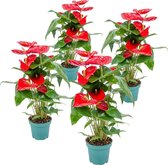 Anthurium | Flamingoplant rood per 4 stuks - Kamerplant in kwekerspot ⌀14 cm - ↕55-60 cm