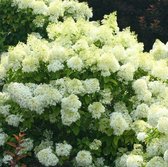 8 x Hydrangea paniculata Bobo - Pluimhortensia in C3 liter pot met hoogte 20-40cm