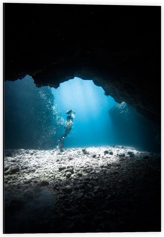 Dibond - Duiker in de Zee - 40x60cm Foto op Aluminium (Met Ophangsysteem)