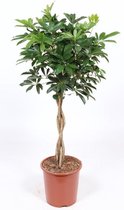 Kamerplant van Botanicly – Vingerboom – Hoogte: 105 cm – Schefflera arb. Compacta