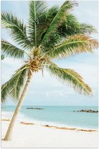 Poster – Mooie Palmboom aan het Strand  - 40x60cm Foto op Posterpapier