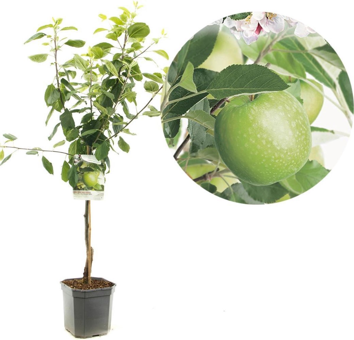 Malus domestica Granny Smith | zure groene handappel | laagstam