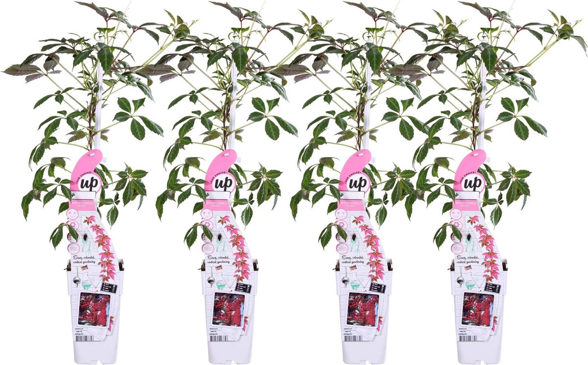 4x - Passiflora caerulea 'Constance Elliot' - ↨65cm - Ø15