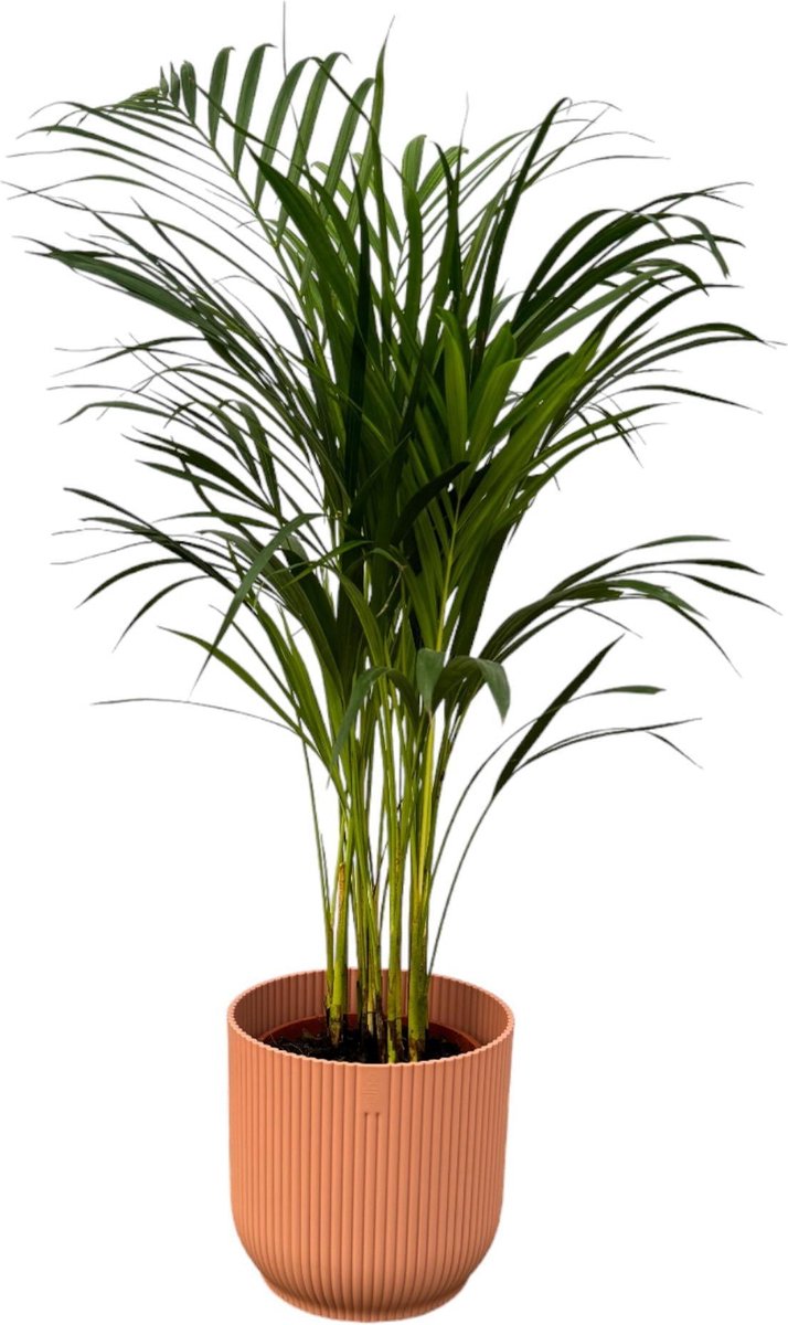 Areca palm - ↨85cm - Ø19cm inclusief elho Vibes Fold Round roze D22xH20