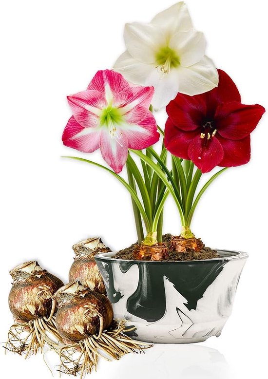 Foto: Dutch bulbs amaryllis bol budget mix bloembollen 3 stuks meerkleurig bloem bollen