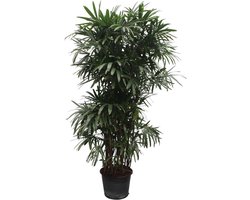 Rhapis Excelsa - 260 cm - ø50