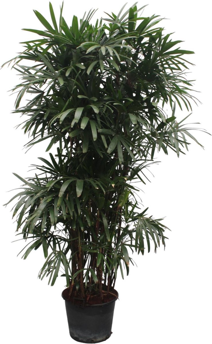 Rhapis Excelsa - 260 cm - ø50