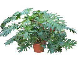 Philodendron Bipinnatifidum Cum Laude - 160 cm - ø55