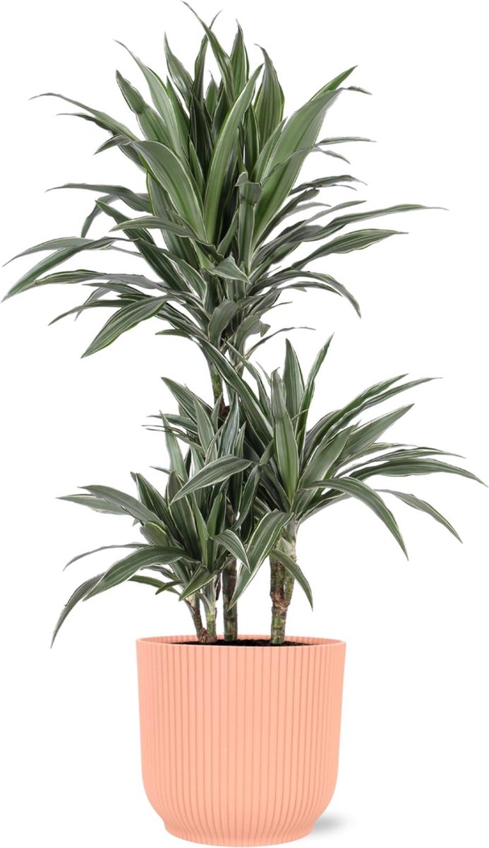 Dracaena Warneckii Ø21cm - 65cm in Vibes ROZE pot