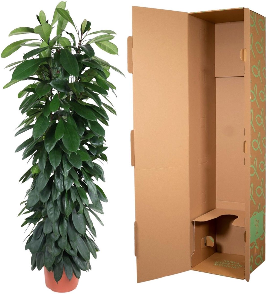 Ficus Cyatistipula zuil - 150 cm - ø29