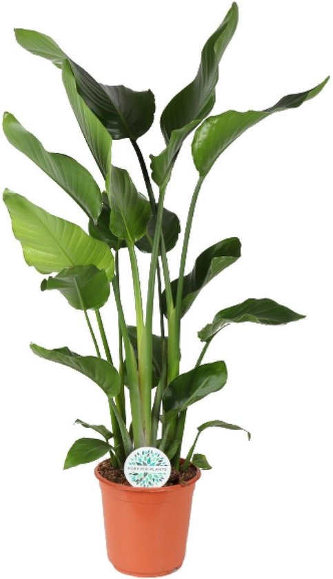 Green Harmony - Strelitzia Nicolai - Ø24cm - 110cm