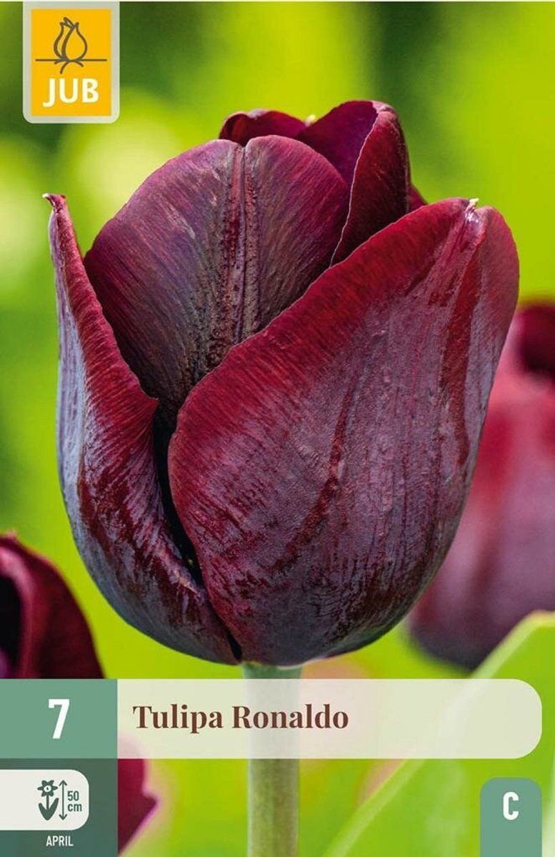 Tulipa ronaldo 7st JUB