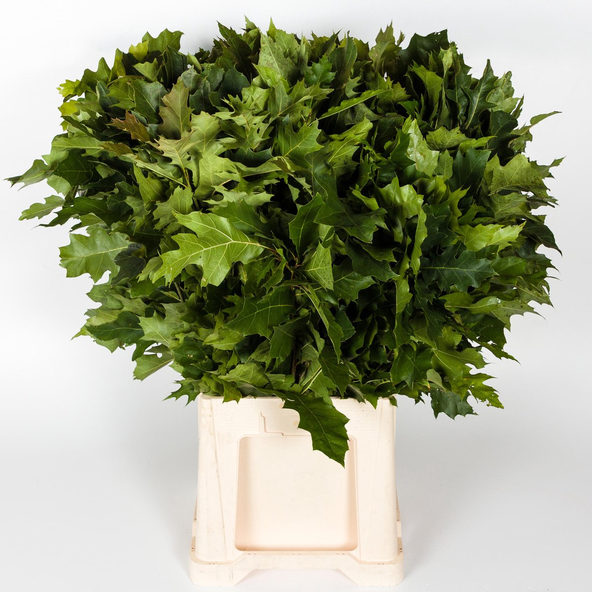 20x Sg quercus rubra 80cm