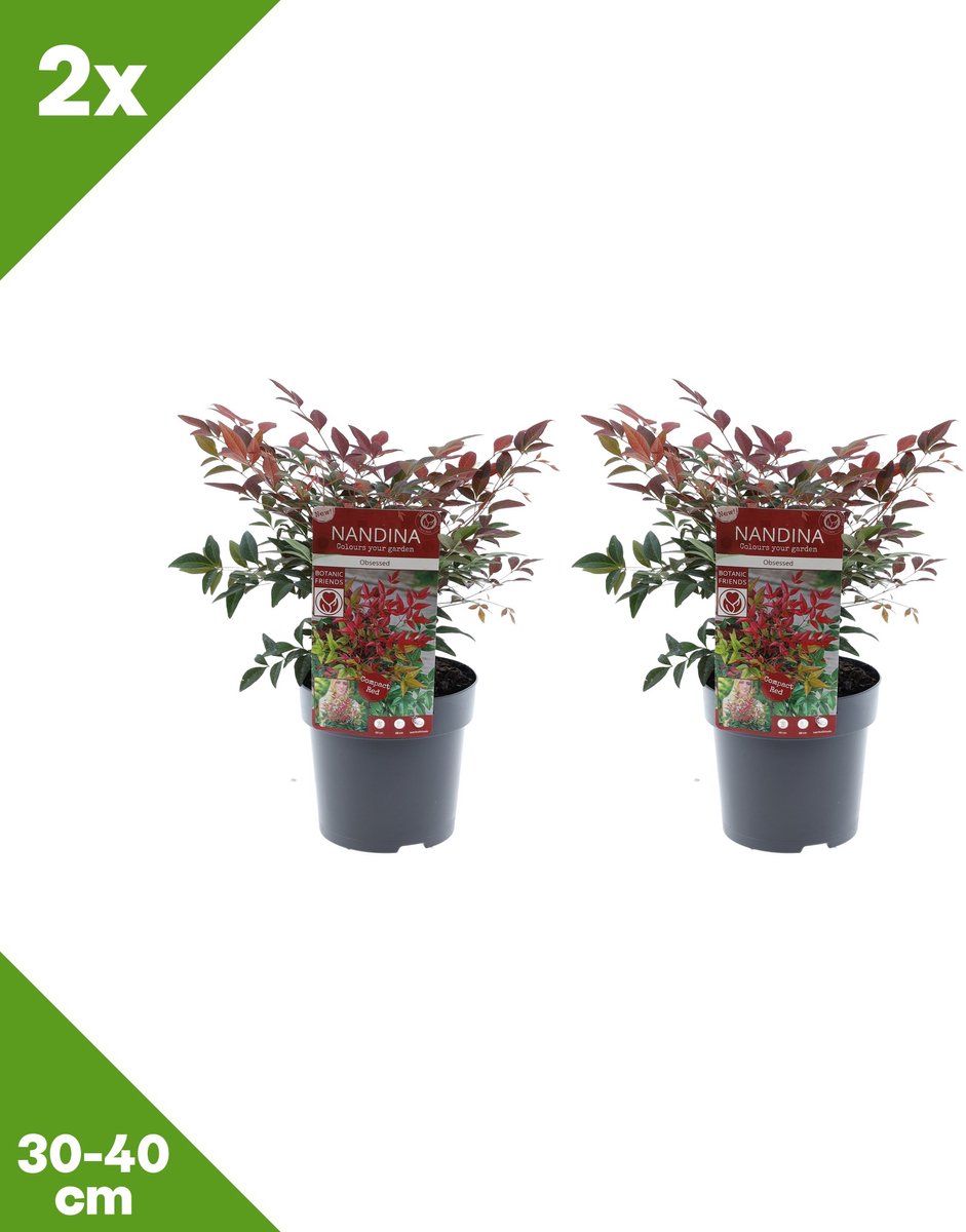 GARDENZO - Nandina domestica 'Obsessed' (Hemelse bamboe) x 2, P15, 30-40 cm - Winterhard