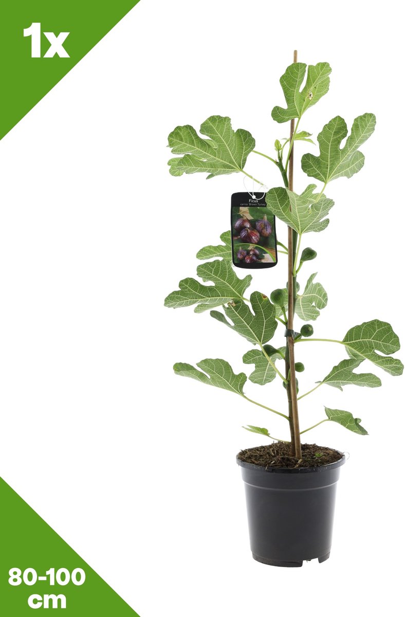 GARDENZO - Ficus carica 'Brown Turkey' (Vijgenboom) x 1, P17, 80-100 cm