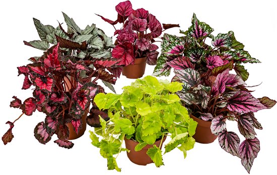 Begonia 'Beleaf' mix per 6 stuks | Bladbegonia - Kamerplant in kwekerspot ⌀12 cm - ↕25-35 cm